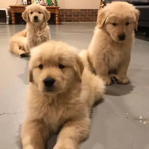 Golden Retriever - Fofo, Dócil E Carente De Carinho 