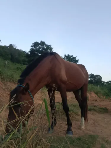 Rural agropecuária 