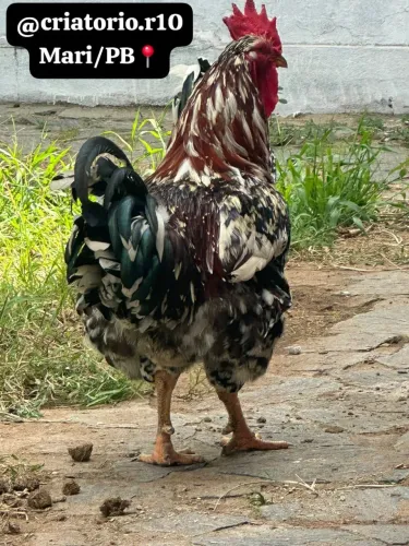 Pintinhos sertanejo balão disponível 