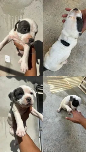 Amstaff 