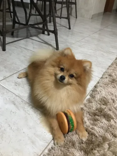 Doa se cachorro lulu