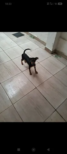 Estou doando uma cadelinha 3 meses já vermífuga e com muita energia até de mais