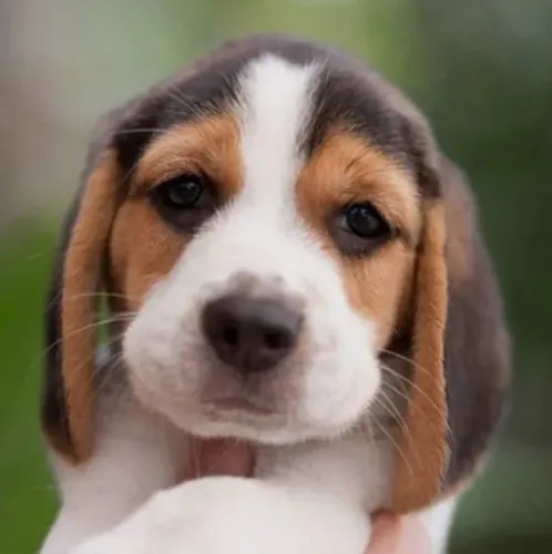 Beagle 13 Polegadas Alegria que não faz bagunça, só bem