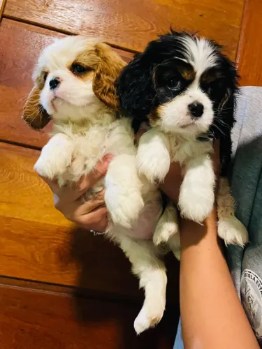 Cavalier imagens reais fotinhas novas 