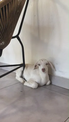Lindo cabritinho