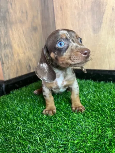 dachshund salsichinha