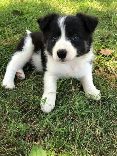 Filhotes Cheios de Charme e Carinho Boder collie macho
