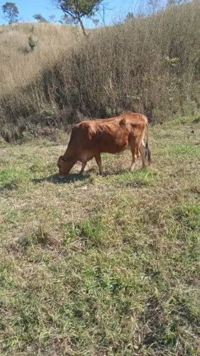 Vendo vaca girlonda jersoladia 8000 cada vaca