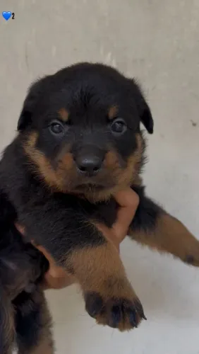 Rottweiler cabeça de touro - filhotes