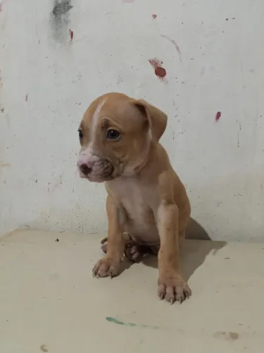 Cachorro Pit bull