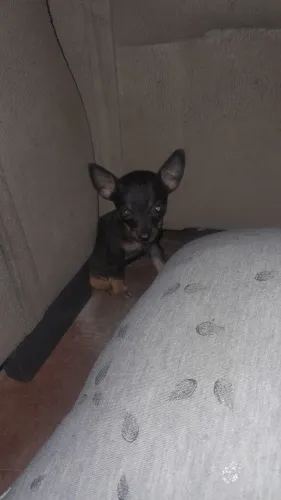 Vendo pincher N1 com 0