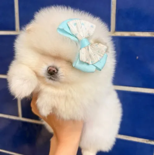 Lulu da Pomerania