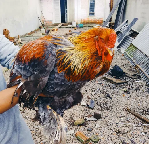 Galo Brahma