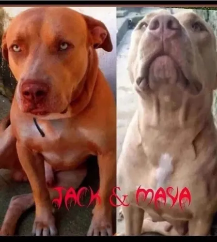 Lindos filhotes de Pit Monsters todo branco de olhos azuis 