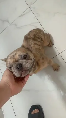 Bulldog frances