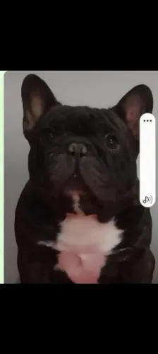 Bulldog francês Micro Kong minúsculo 