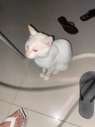Gato