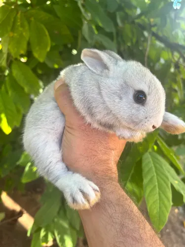 Filhotes de coelhos