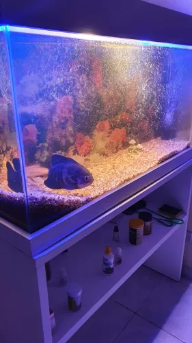 Lindo aquário 