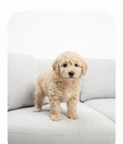 Poodle 