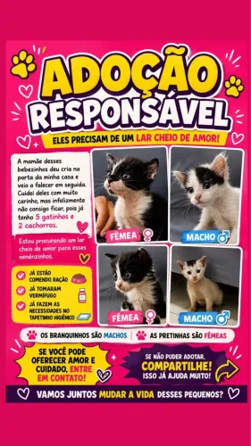 Gatinhos filhotes para adoção responsável