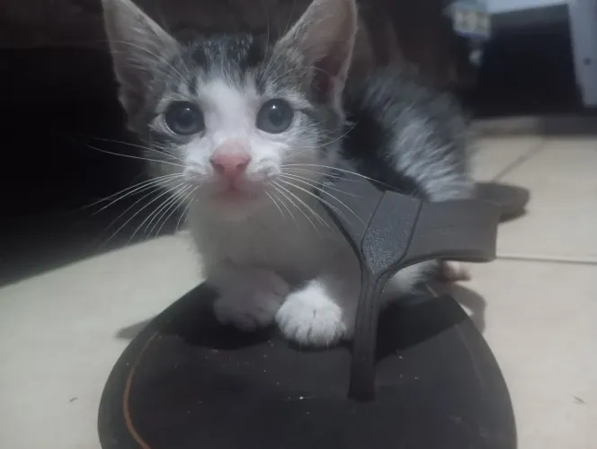 Gato macho para adoção