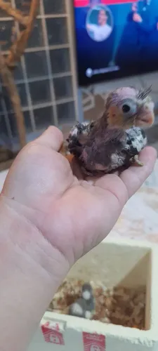 Bebedouro