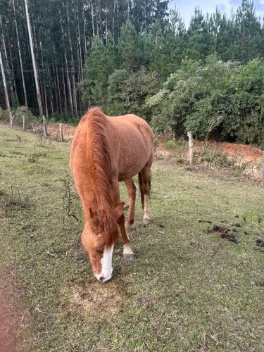 Égua mangalarga