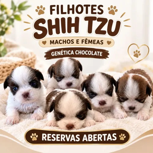 Shihtzu Machos e fêmeas