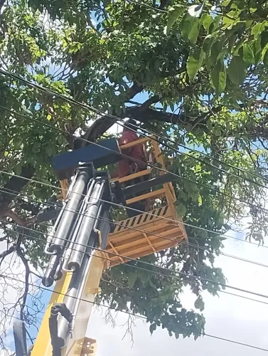 CORTE E PODAS DE ÁRVORES 