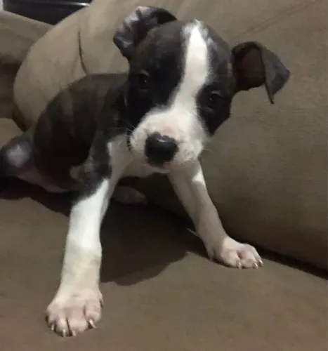 FILHOTE DE AMERICAN BULLY X PITBULL 