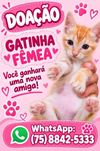 Gatinha fêmea