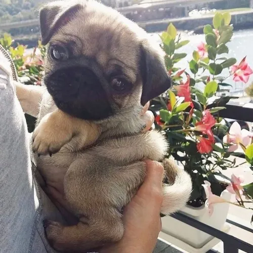 Pug - Um Presente Que Vai Além Do Esperado 