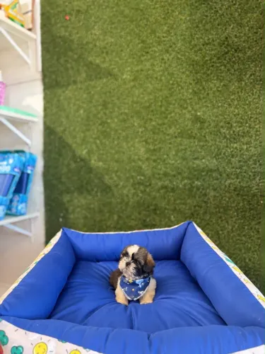 Shih Tzu Machos 12x R$133