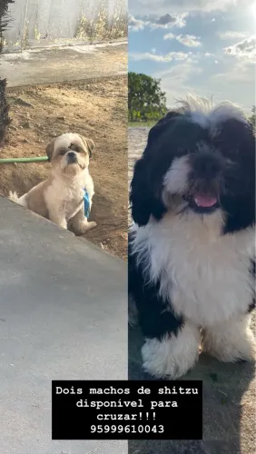 Machos disponíveis para cruzar