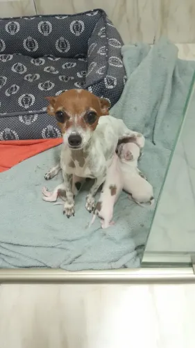 Vendo duas Pinscher fêmea micro!!!