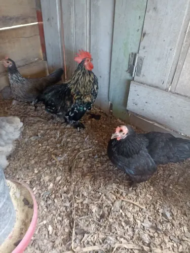 Lote mini aves, 25 ao total PRIMEIRO LEVA 