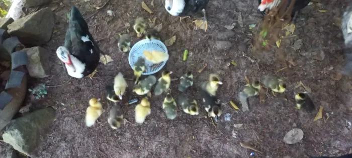 Pato adulto e filhotes