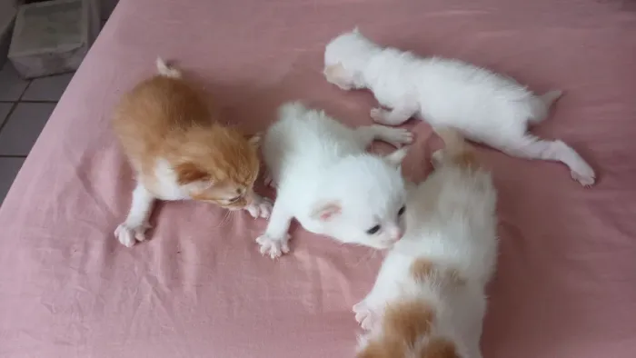 Gatinhos para adoção