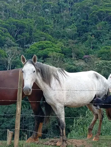 Vende-se égua tordilha 