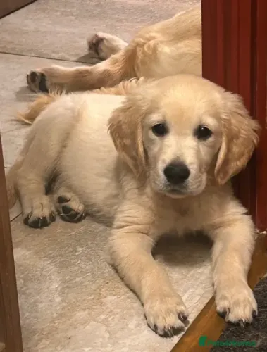 Filhotinhos fofinho e dócil Golden Retriever