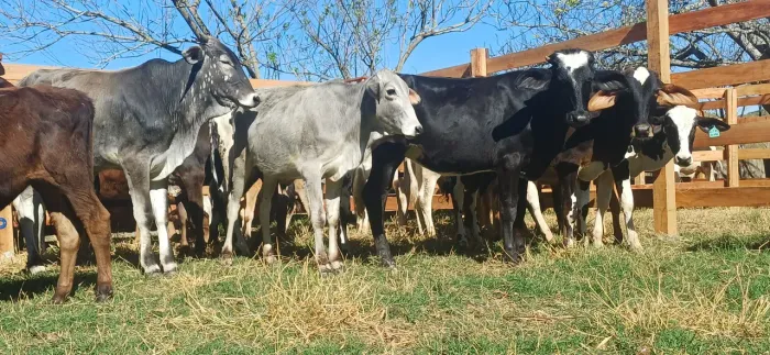 Bezerros nelore, anelorados e mestiços