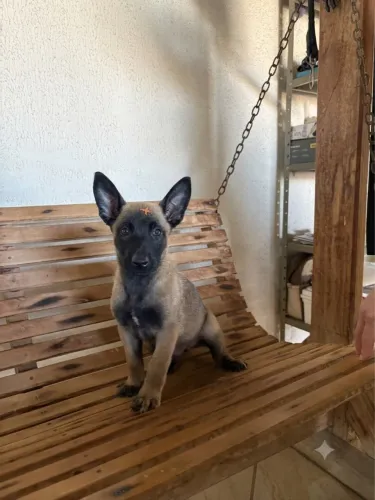 Filhotes disponíveis de Pastor Belga Malinois