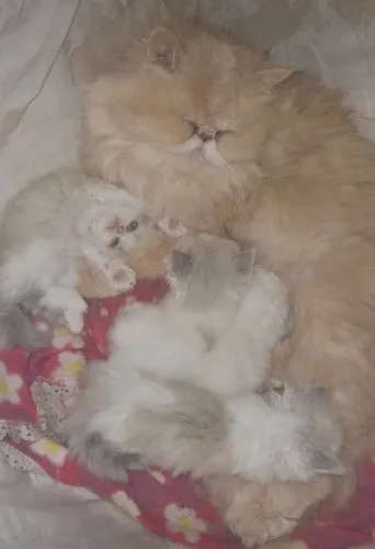 Gato persa exótico ,Himalaia e extremado disponível para reserva 