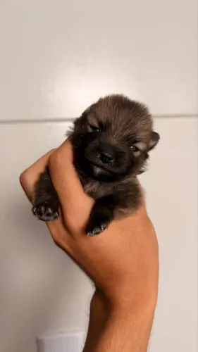 Spitz alemão anão 