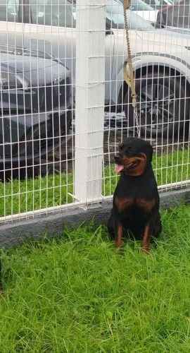 Rotewailer disponível ele tem dois anos e seis meses
