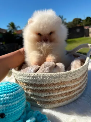 Filhote de Lulu da Pomerania Chocolate Branco - Macho