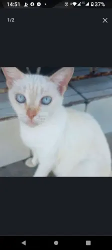 Gatinhas p adoção 