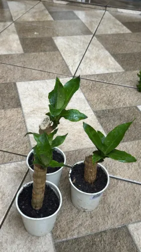 Dracena