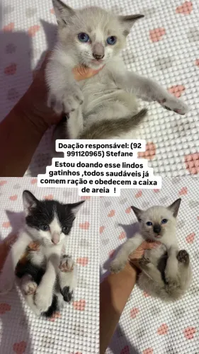 Doação de gato